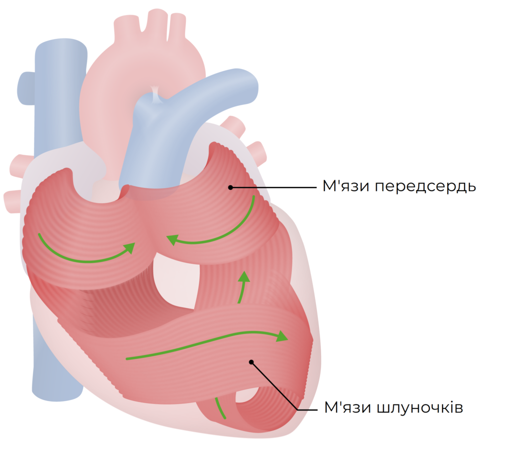 серця